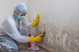 Mold Odor Removal Services